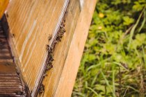 Primo piano di api di miele su alveare in campo — Foto stock