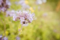 Primo piano di ape miele sul fiore di lavanda — Foto stock