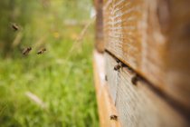 Close up of honey bees on beehive in field — Stock Photo