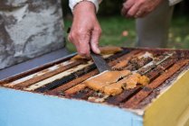 Apiculteur enlevant les rayons de miel de la ruche dans le jardin du rucher — Photo de stock