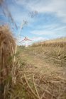 Selective focus of blonde woman standing in field with open arms — Stock Photo