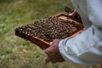Imker begutachtet Bienenstock im Bienengarten aus nächster Nähe — Stockfoto
