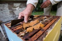 Imker entfernt Bienenwaben aus Bienenstock im Bienengarten — Stockfoto