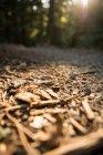 Крупним планом вигляд красивої лісової підлоги на сонячному світлі — стокове фото