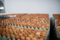 Яйця, розташовані на яєчних коробках на фабриці — стокове фото