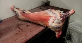 Carcasa de cerdo en la carnicería - foto de stock