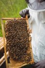 Imagen recortada del apicultor sosteniendo y examinando la colmena en el campo - foto de stock