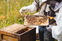 Immagine ritagliata degli apicoltori che detengono ed esaminano l'alveare in campo — Foto stock