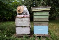 Attento apicoltore che lavora nel giardino dell'apiario — Foto stock