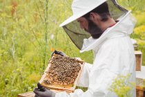 Пчеловод держит и осматривает улей в поле — стоковое фото