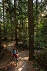 Вид сзади на велосипедиста-мужчину в лесу в солнечный день — стоковое фото