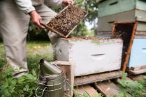 Sección media del apicultor que retira el panal de la colmena en el jardín apícola - foto de stock