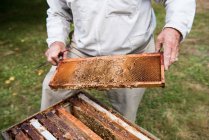 Beekeeper removing honeycomb from beehive in apiary garden — Stock Photo