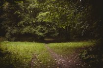 Вид на зеленый лес в течение дня — стоковое фото