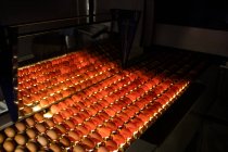 Œufs dans la qualité de contrôle de l'éclairage dans l'usine d'œufs — Photo de stock