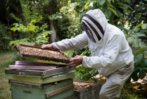 Бджоляр, що працює на рамі медового гребеня в пасічному саду — стокове фото