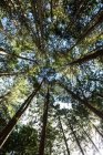Upward view of trees in forest in sunlight — Stock Photo