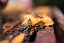Gros plan des abeilles domestiques sur la cire de miel dans le jardin du rucher — Photo de stock