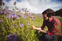 Foyer sélectif de l'apiculteur examinant de belles fleurs de lavande dans le champ — Photo de stock