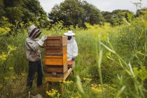 Beekeepers removing honeycomb from beehive in field — Stock Photo