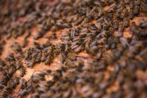 Primer plano de las abejas en el marco del panal - foto de stock