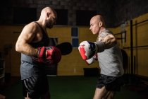 Side view of two muay thai boxers practicing in gym — Stock Photo