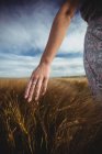 Cropped image of Woman hand touching wheat in field on sunny day in countryside — Stock Photo