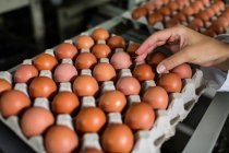 Обрізане зображення жіночого персоналу, що вивчає яйця на яєчній фабриці — стокове фото
