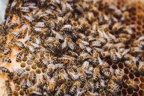 Close up of honey bee frame covered with bees — Stock Photo