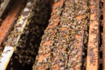 Крупный план пчел на раме из сотовых клеток — стоковое фото