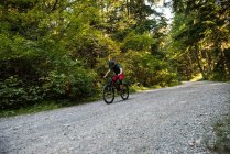 Ciclista masculino en el bosque en un día soleado - foto de stock