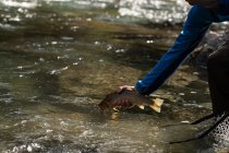 Sección media del pescador liberando peces en el río - foto de stock