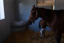 Лошадь с жеребцом в ветеринарной больнице — стоковое фото