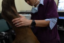 Surgeon examining a horse in operation theatre at hospital — Stock Photo