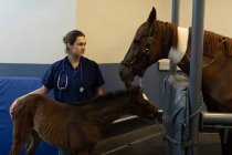 Female surgeon standing with horse and foal in hospital — Stock Photo