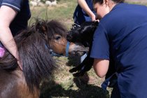Equipes médicas segurando um cavalo jovem na fazenda em um dia ensolarado — Fotografia de Stock