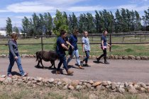 Squadre mediche che camminano con un cavallo giovane vicino alla fattoria in una giornata di sole — Foto stock