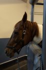 Nahaufnahme eines verletzten Pferdes im Krankenhaus — Stockfoto