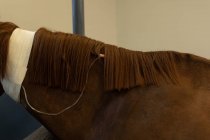 Primer plano del caballo que recibe una terapia intravenosa en el hospital - foto de stock