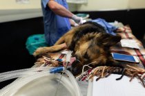 Chirurg operiert Hund im Operationssaal der Tierklinik — Stockfoto