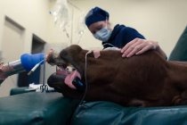 Cirujano femenino examinando un caballo en quirófano en el hospital - foto de stock