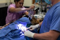 Хірург, що керує собакою в операційному театрі в лікарні тварин — стокове фото