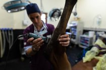Surgeon using trimmer machine on horse in animal hospital — Stock Photo