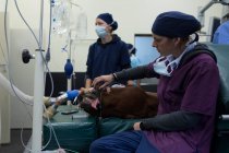 Cirujano femenino examinando un caballo en quirófano en el hospital - foto de stock