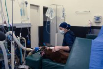 Chirurgo donna che esamina un cavallo in sala operatoria in ospedale — Foto stock