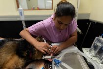 Enfermeira examinando um cão no teatro de operações no hospital — Fotografia de Stock