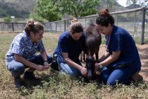 Squadre mediche che nutrono erba un giovane cavallo nella fattoria in una giornata di sole — Foto stock