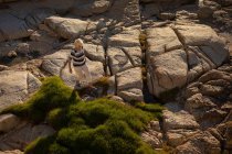 High angle view of an active senior woman walking on the rock at beach on the evening — Stock Photo