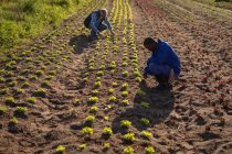 Vue latérale d'un agriculteur masculin caucasien âgé et d'un jeune agriculteur afro-américain examinant une plante de radis sur le terrain par une journée ensoleillée — Photo de stock
