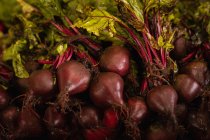 Close-up view of a fresh bunch of red beetroot — Stock Photo